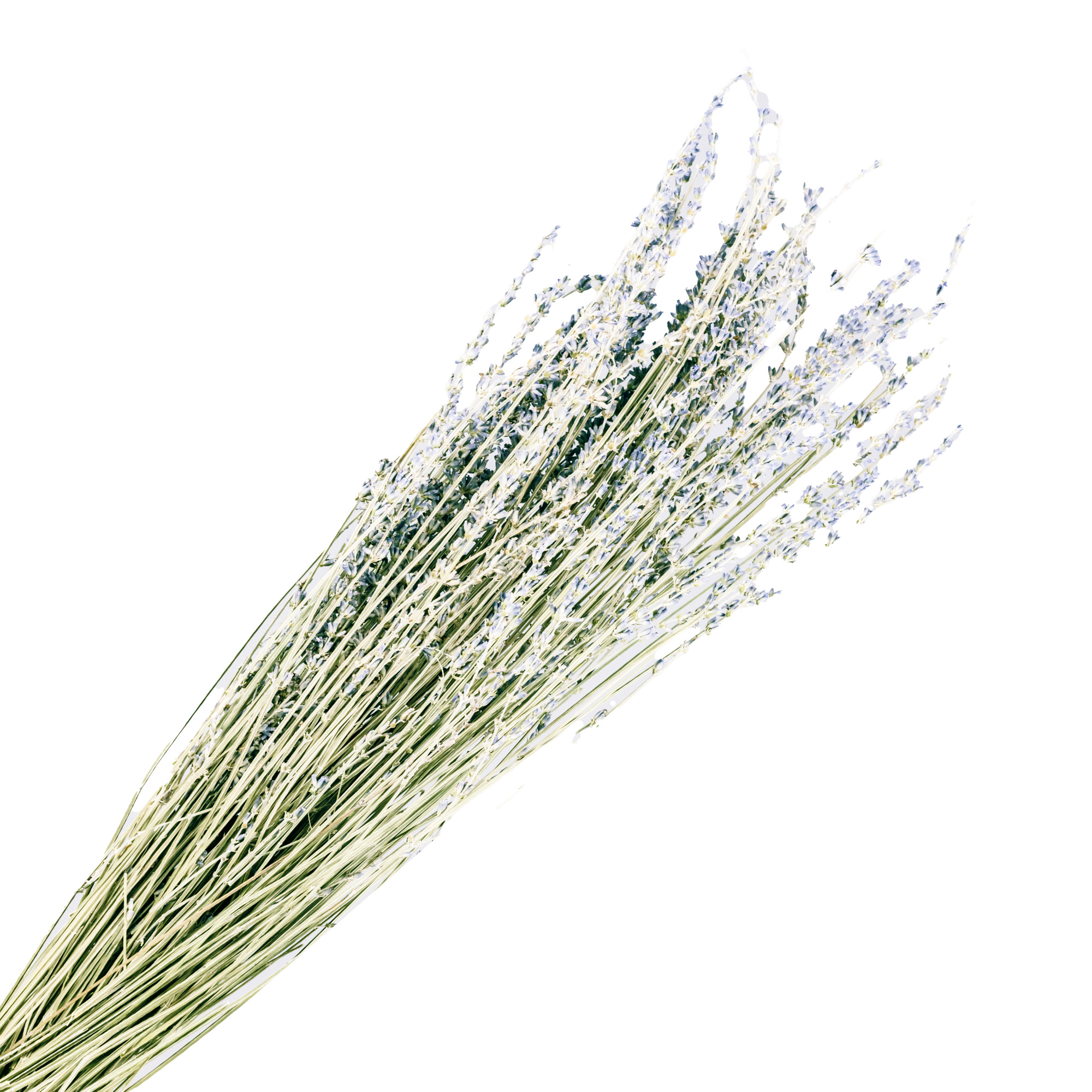 Dry lavender bundle